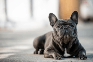 French Bulldog on Several Issues