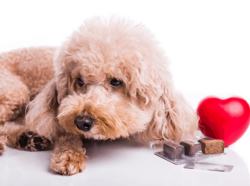 interceptor heartworm medicine for dogs