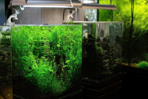 Small but great stylish nano aquarium