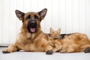 How To Train A German Shepherd Puppy To Live With A Cat