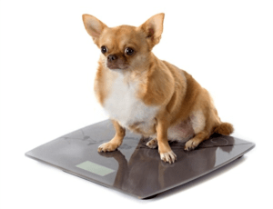 Obesity at dogs
