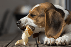 Bold and delicious rawhide dog treat