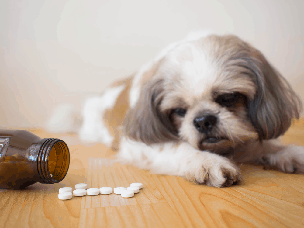 A heartworm pill is your dog's best preventative measure against this severe heart condition