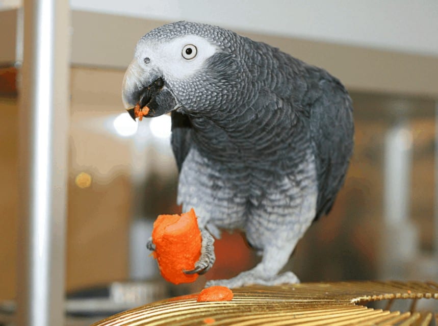 Pet Bird Needs Tips & Tricks for Pets Birds as Pet Bird Grooming