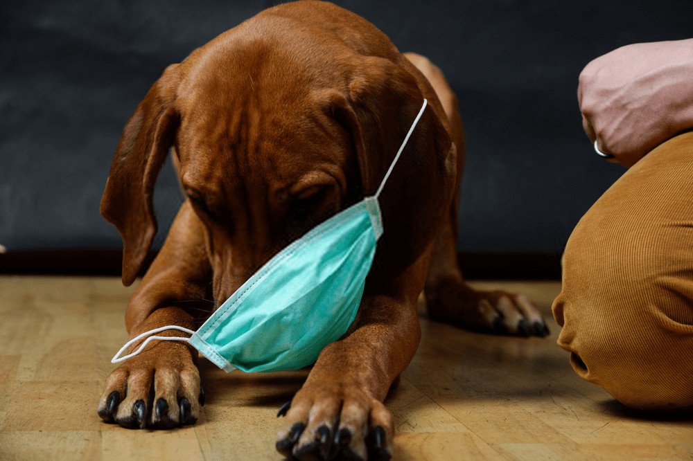 Preventing Pet Health Problems