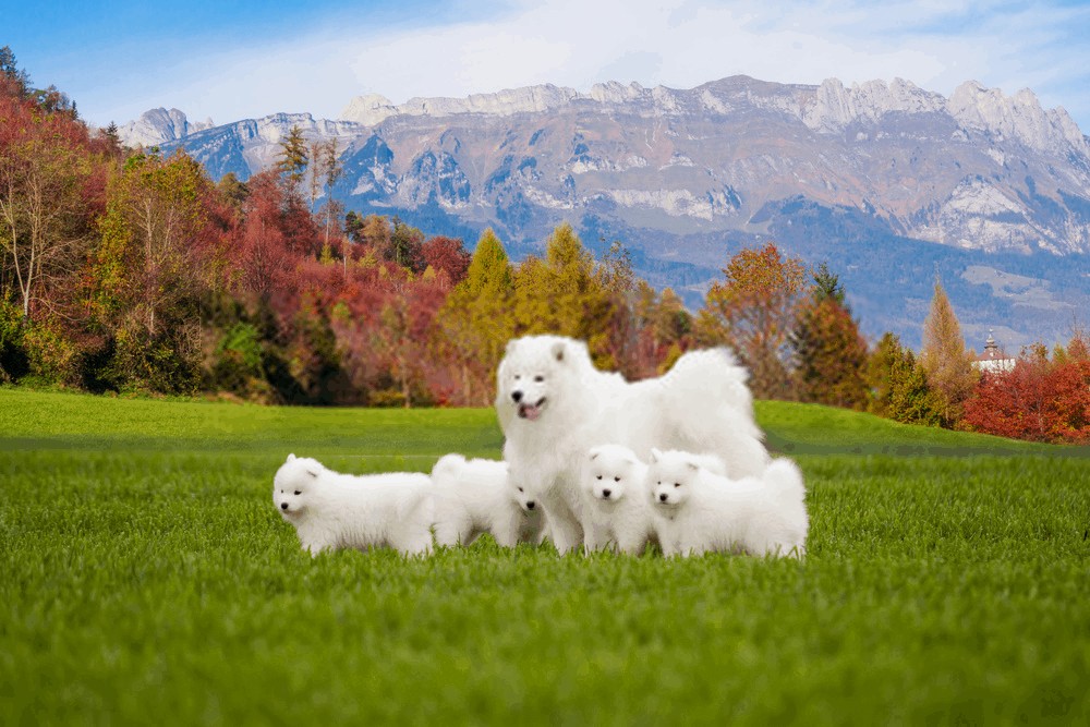 Samoyed - Dog Pet - Large Pet