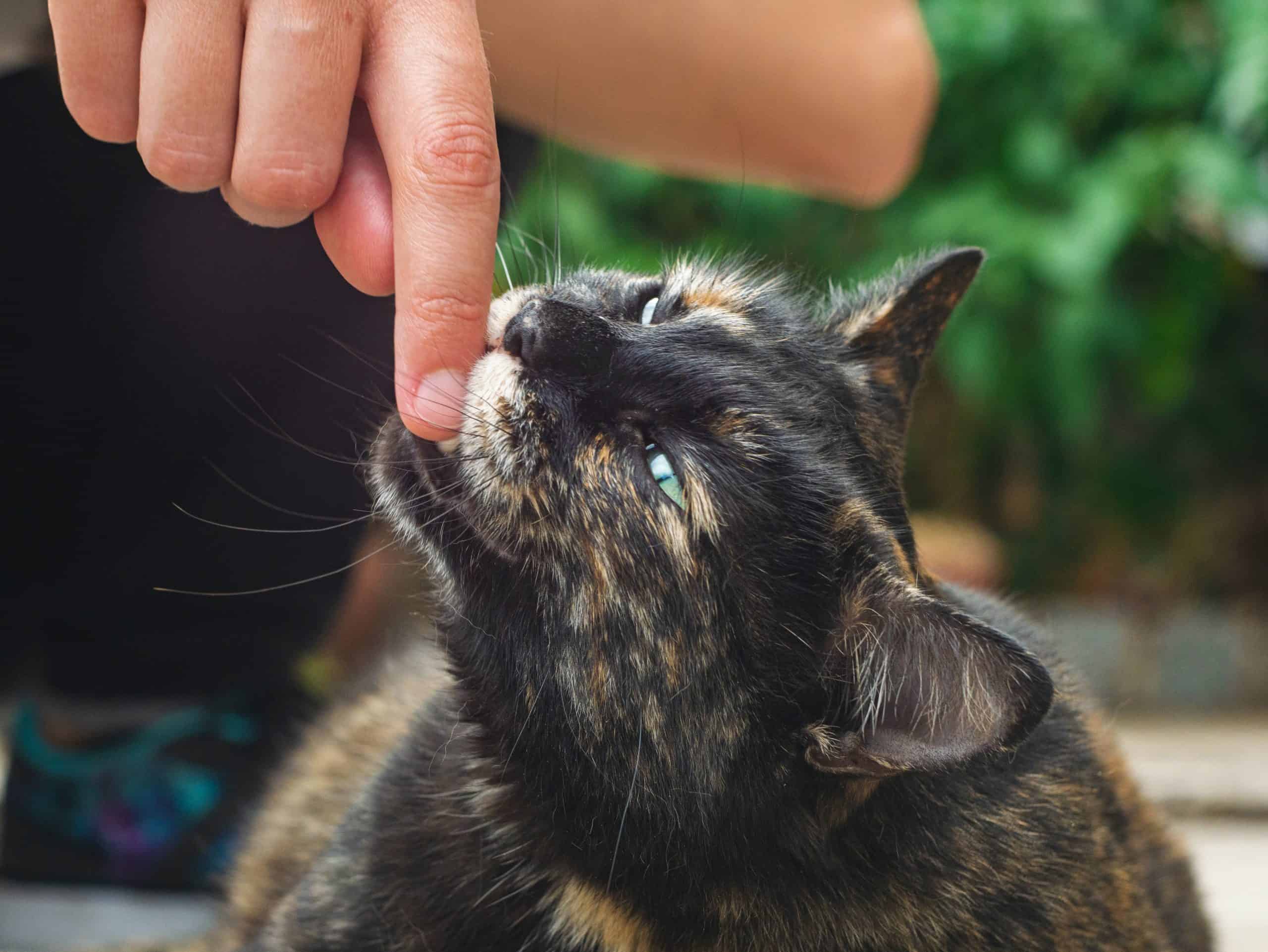 Are Cat Bites Dangerous