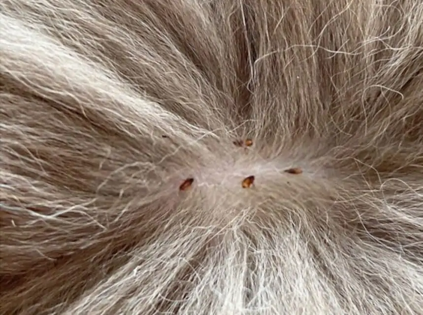 Are Cat Fleas Dangerous To Humans? Tips & Tricks for Pets