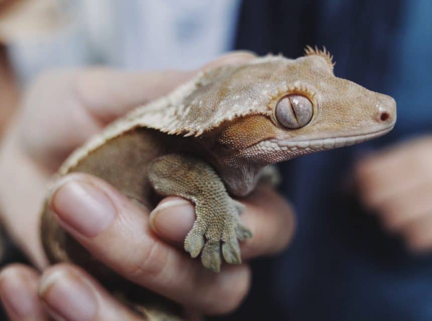 Are crested geckos friendly tips tricks for pets