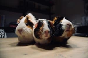 Are Guinea Pigs Nocturnal