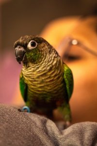 Are Pet Birds Loud at Night