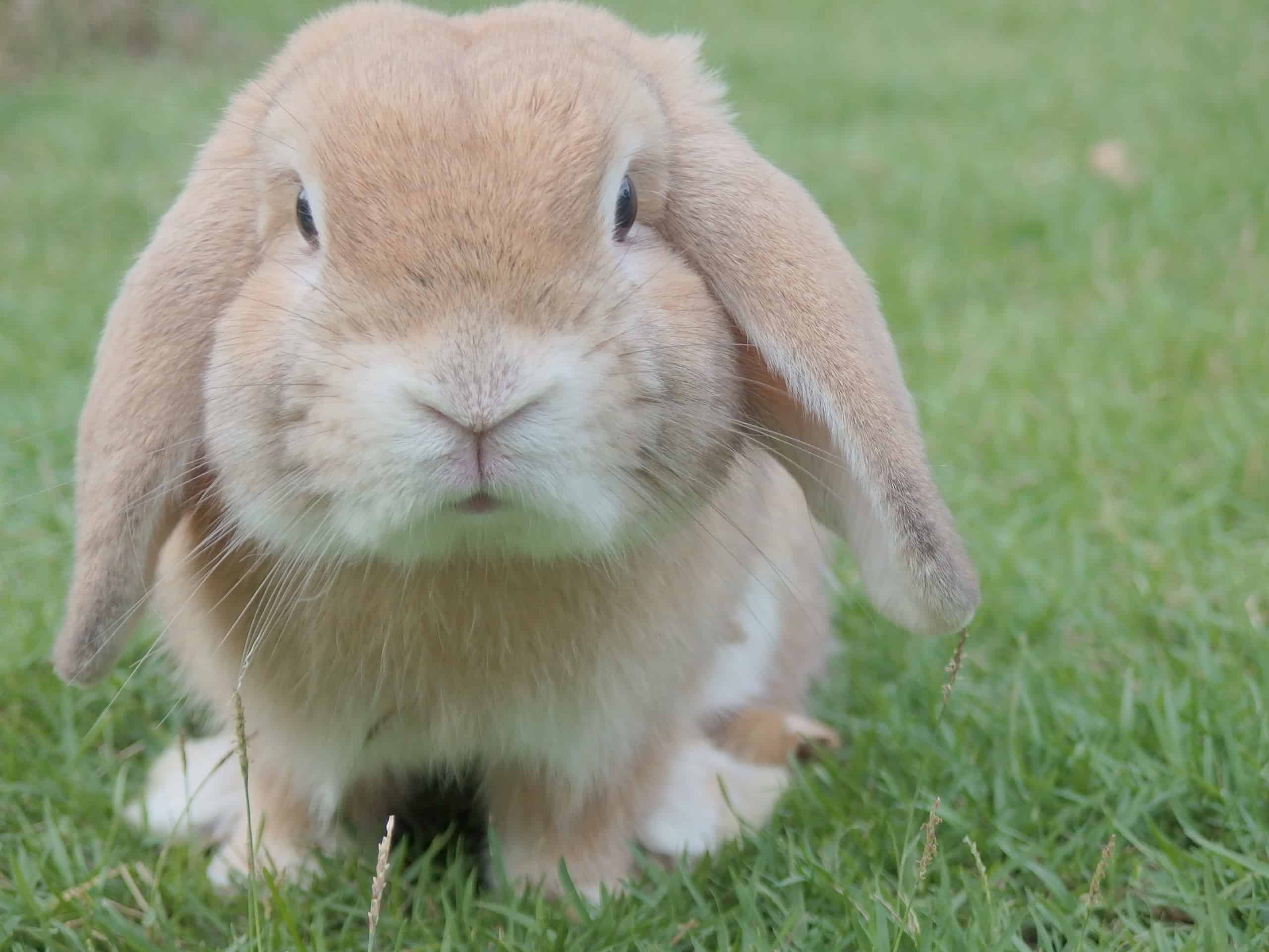 Are Pet Rabbit Bites Dangerous