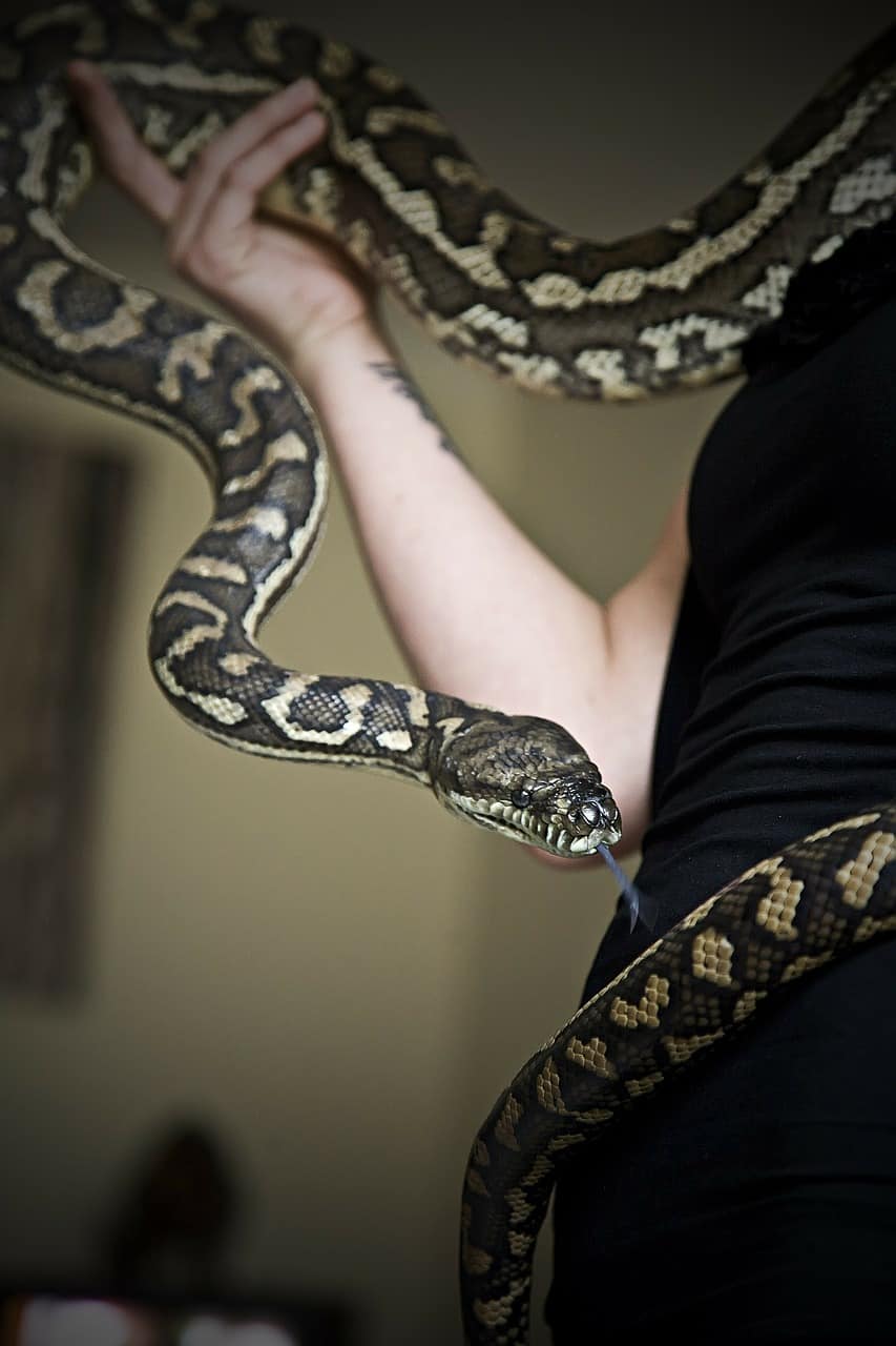 Are Pet Snakes Good Pets
