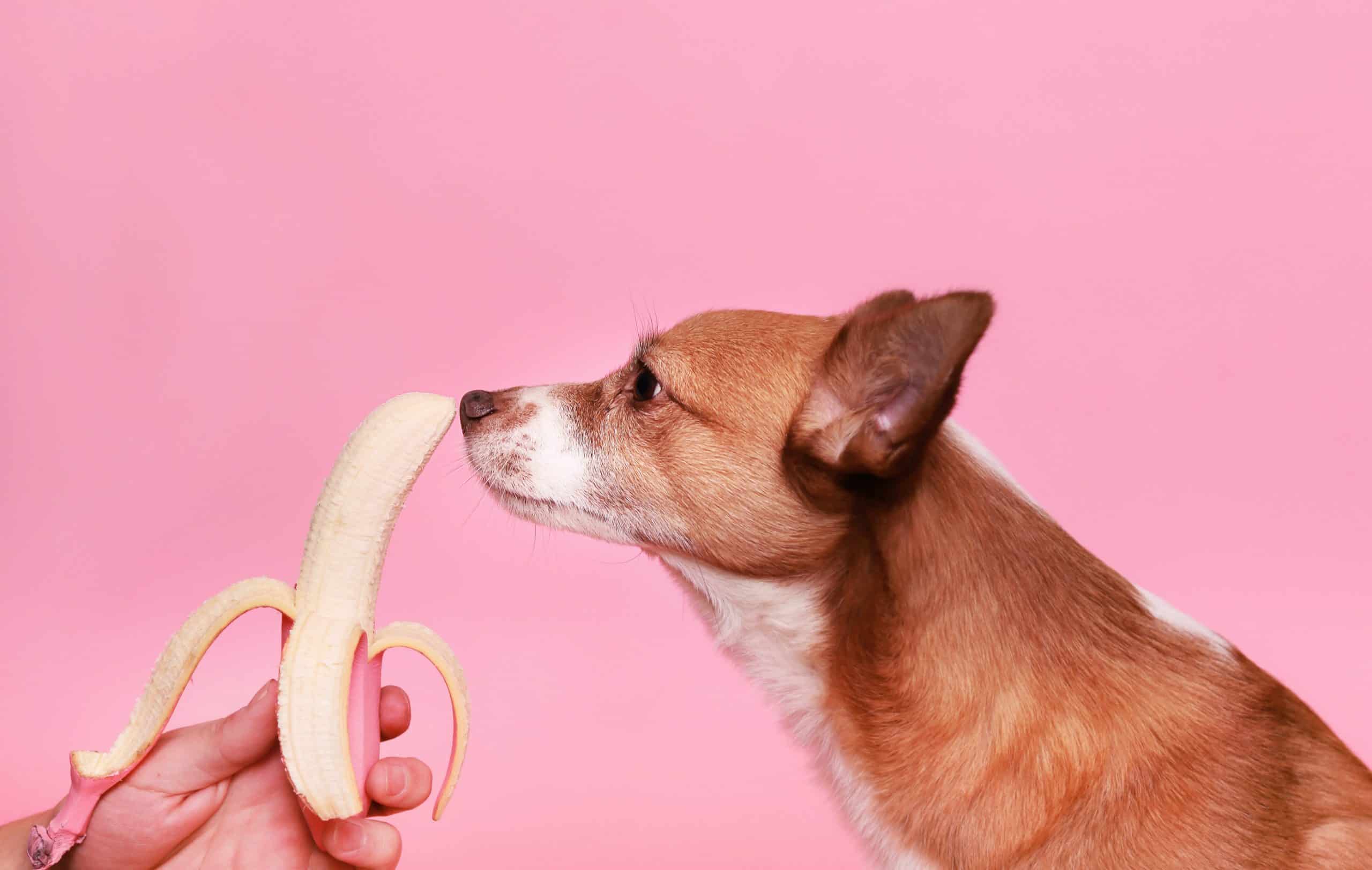 Can Dogs Eat Bananas