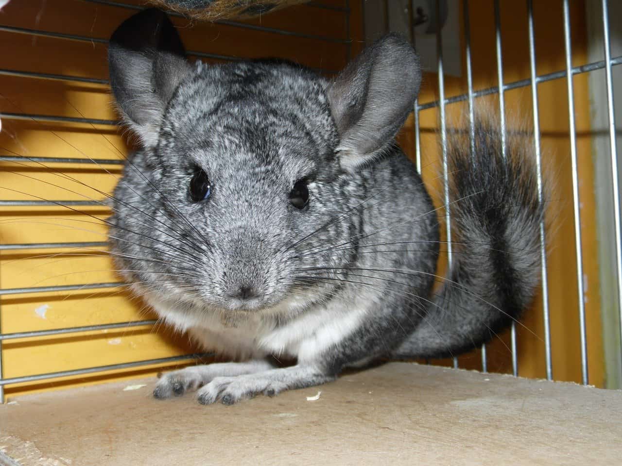 What Does A Pet Chinchilla Need