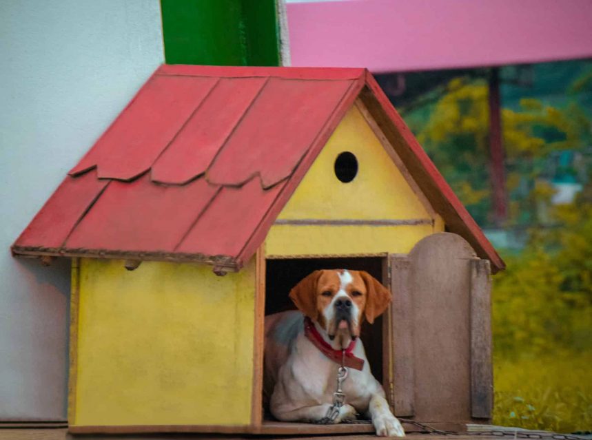 Are Dog Kennels Open During Covid19 Lockdown? Tips & Tricks for Pets