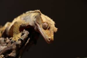 are crested geckos nocturnal