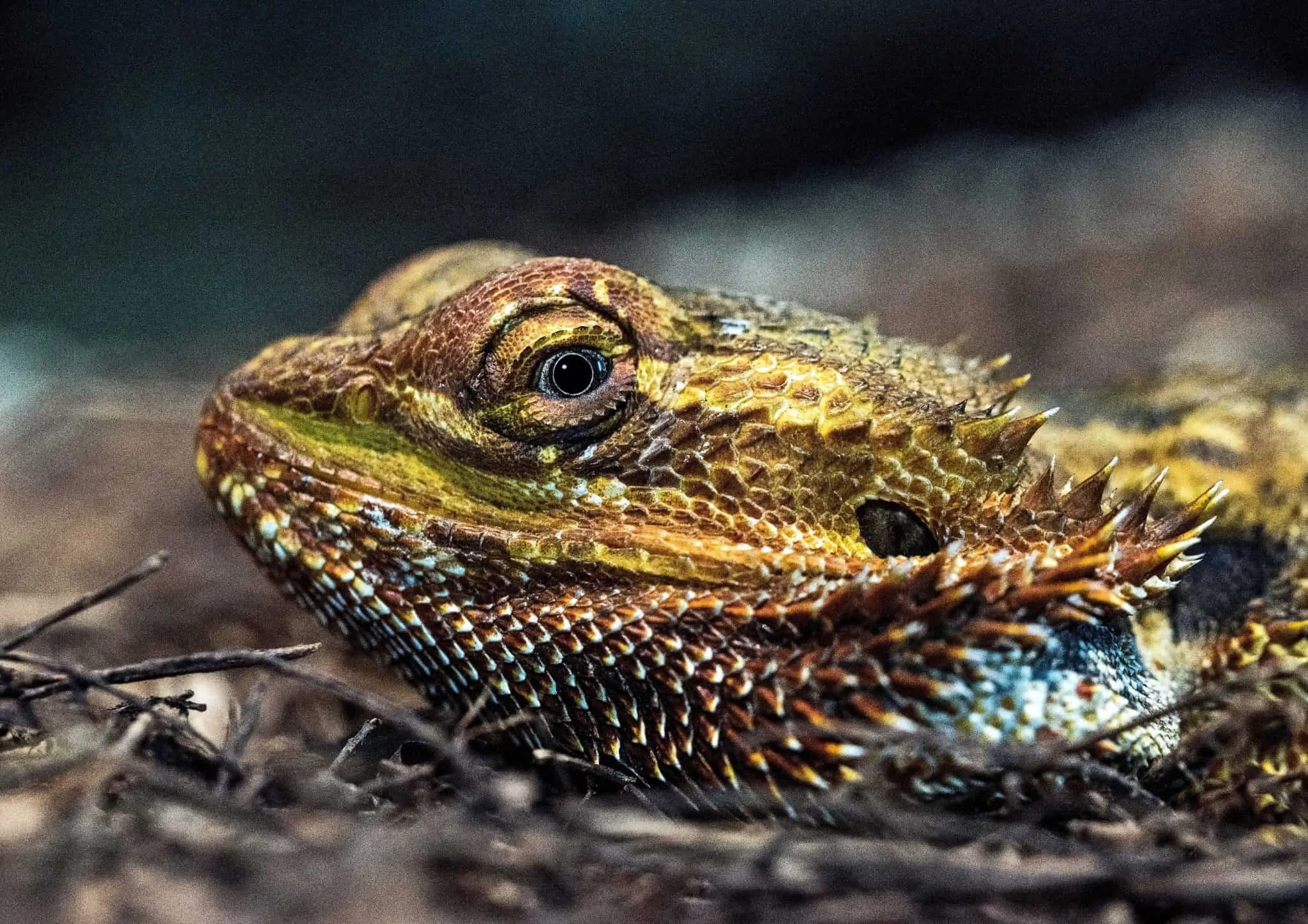 Are Bearded Dragons Good Pets? We Tell You Tips & Tricks for Pets