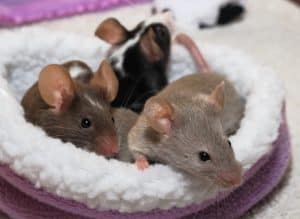 Can Pet Mice Live Alone?