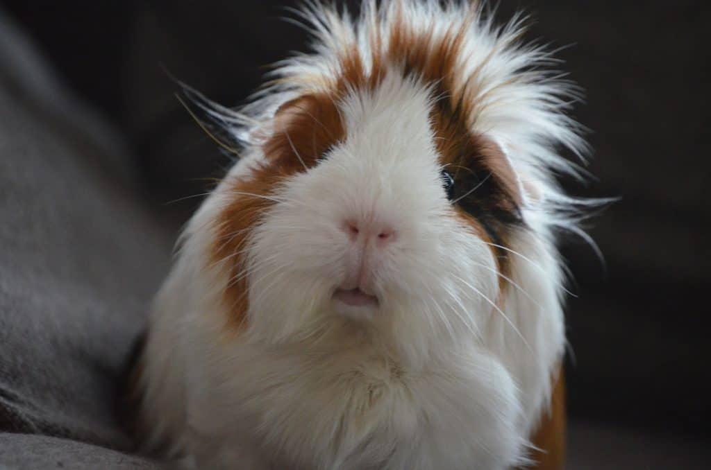 Are Guinea Pig Mites Contagious