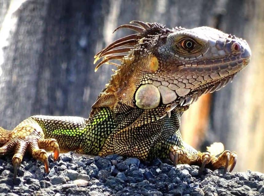 Are Iguanas Native To Florida? Tips & Tricks for Pets