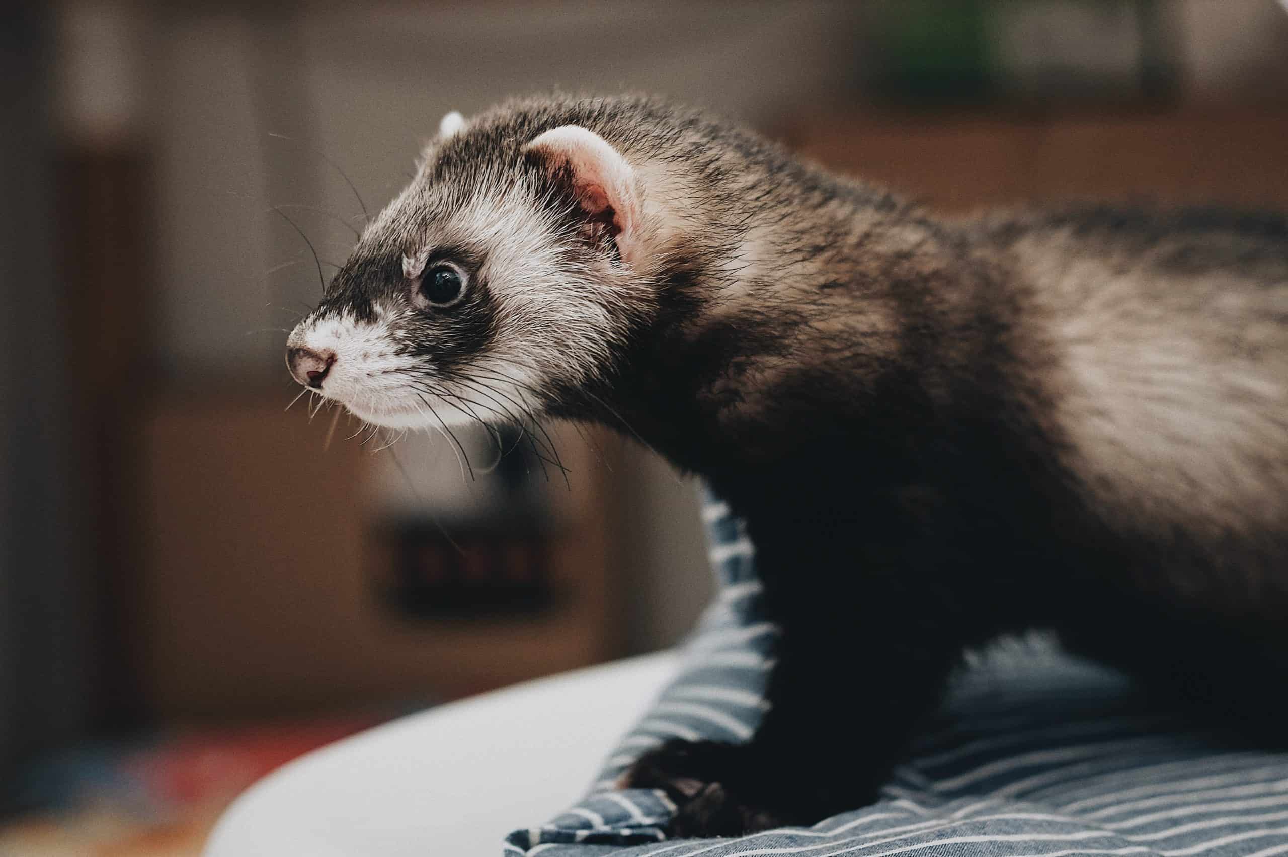 Are Pet Ferrets Expensive To Own
