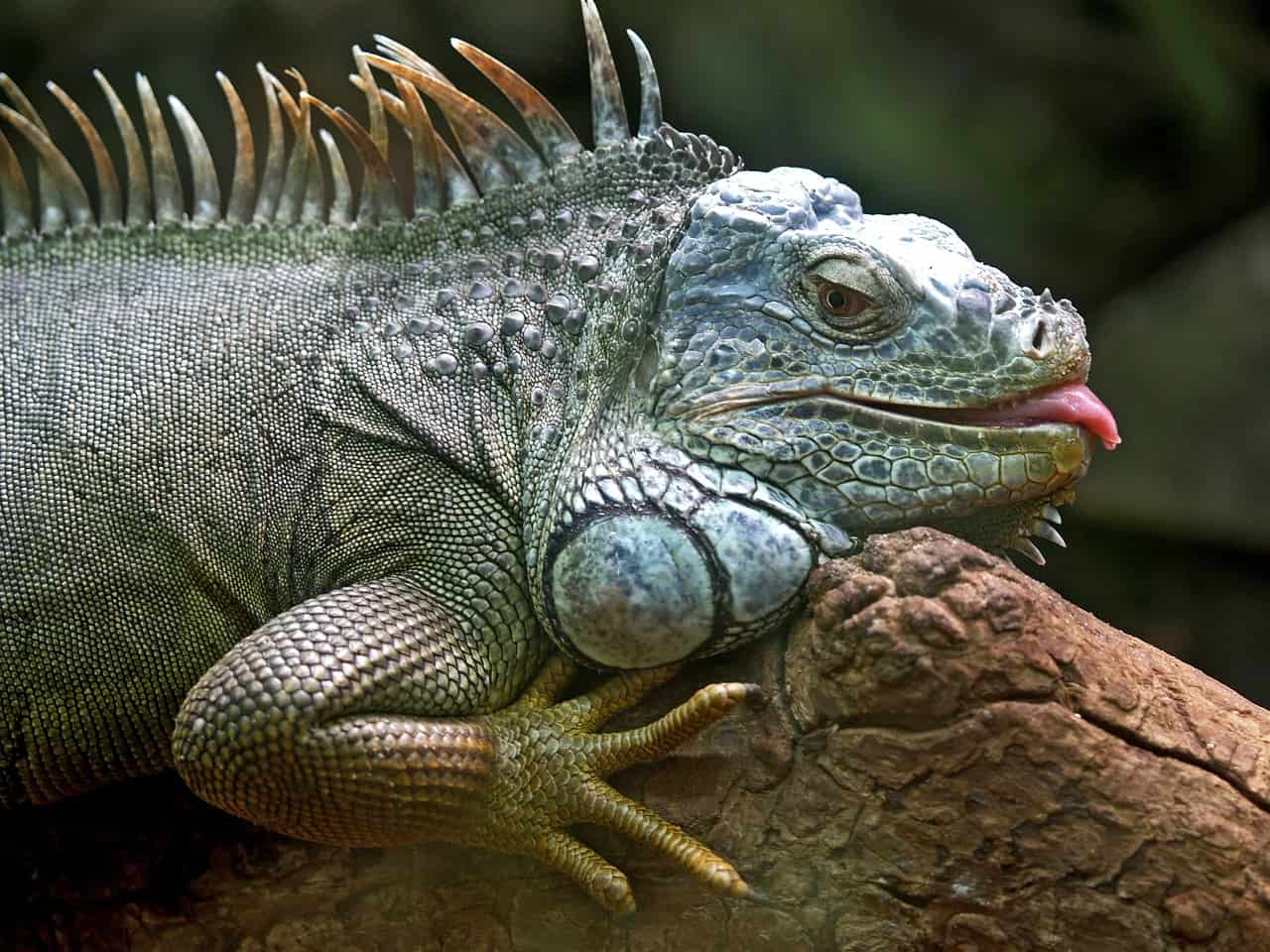 Are Pet Iguanas Dangerous