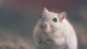 Are Pet Mice Noisy