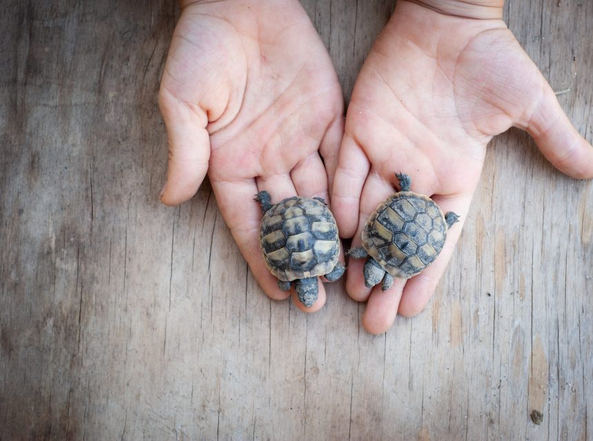 Are Pet Turtles Easy To Take Care Of? | Tips & Tricks for Pets