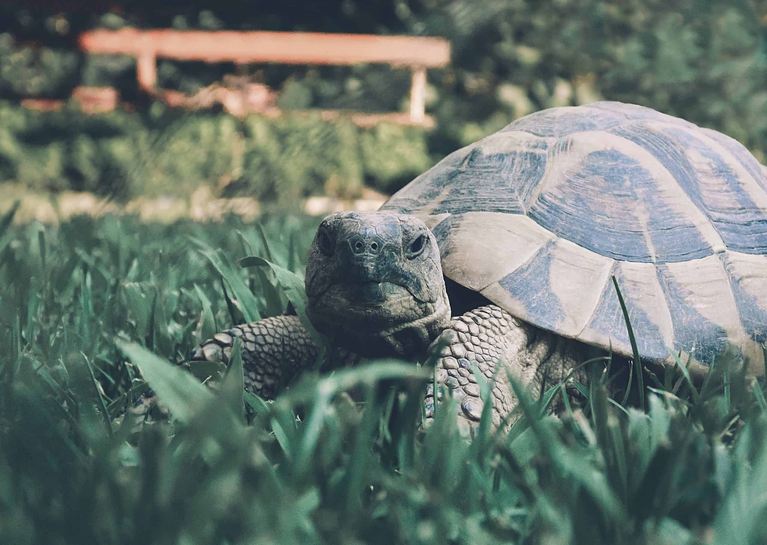 Can A Pet Tortoise Live Outside