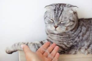 Can Cat Allergies Go Away