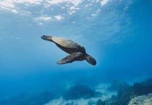 Can Pet Turtles Breathe Underwater