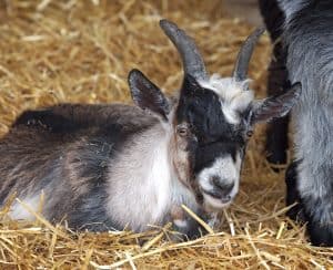 Can You Have a Pet Pygmy Goat