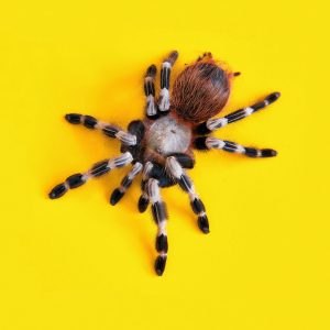 Can You Take A Pet Spider To The Vet