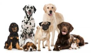 How Are Dog Breeds Created