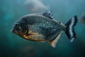 How Much Are Pet Piranha