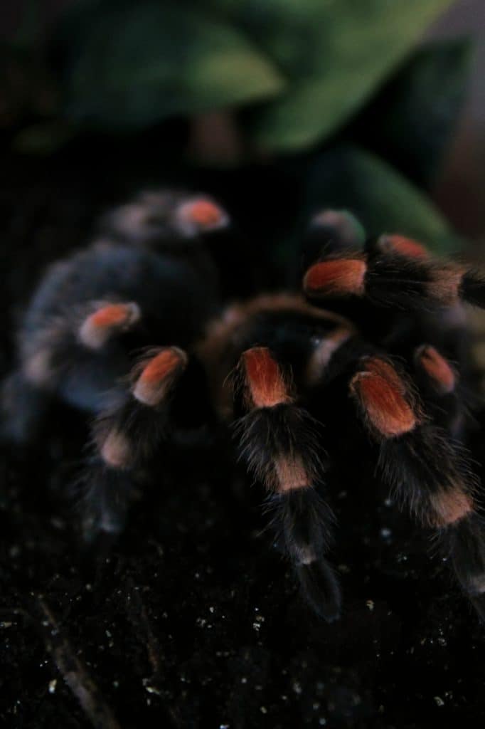 Pet Spider For Beginners