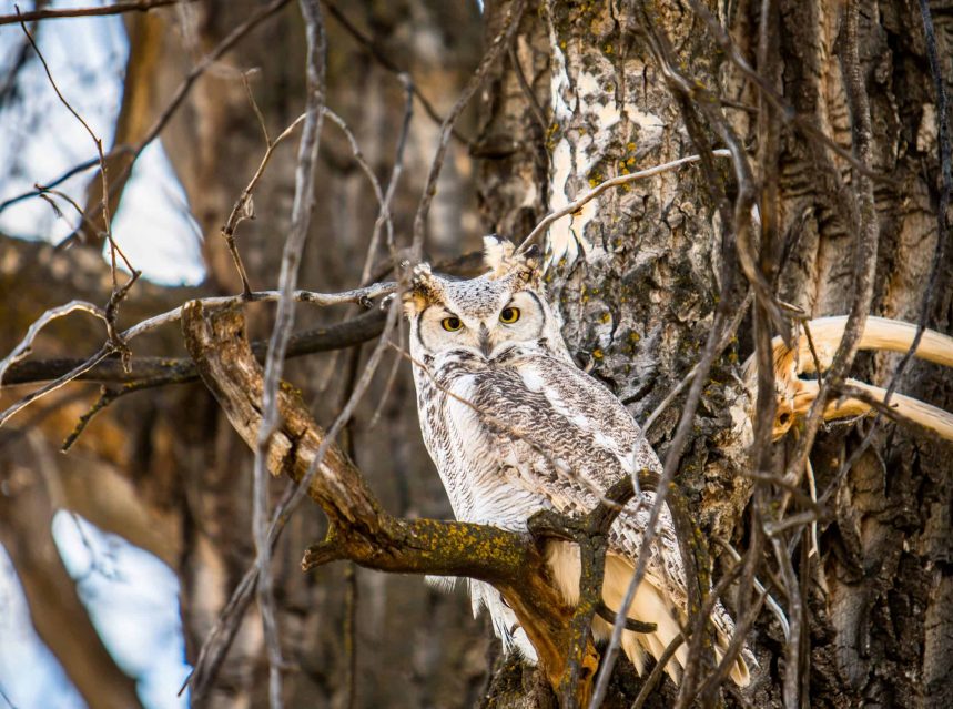 What To Feed My Pet Owl Tips & Tricks for Pets