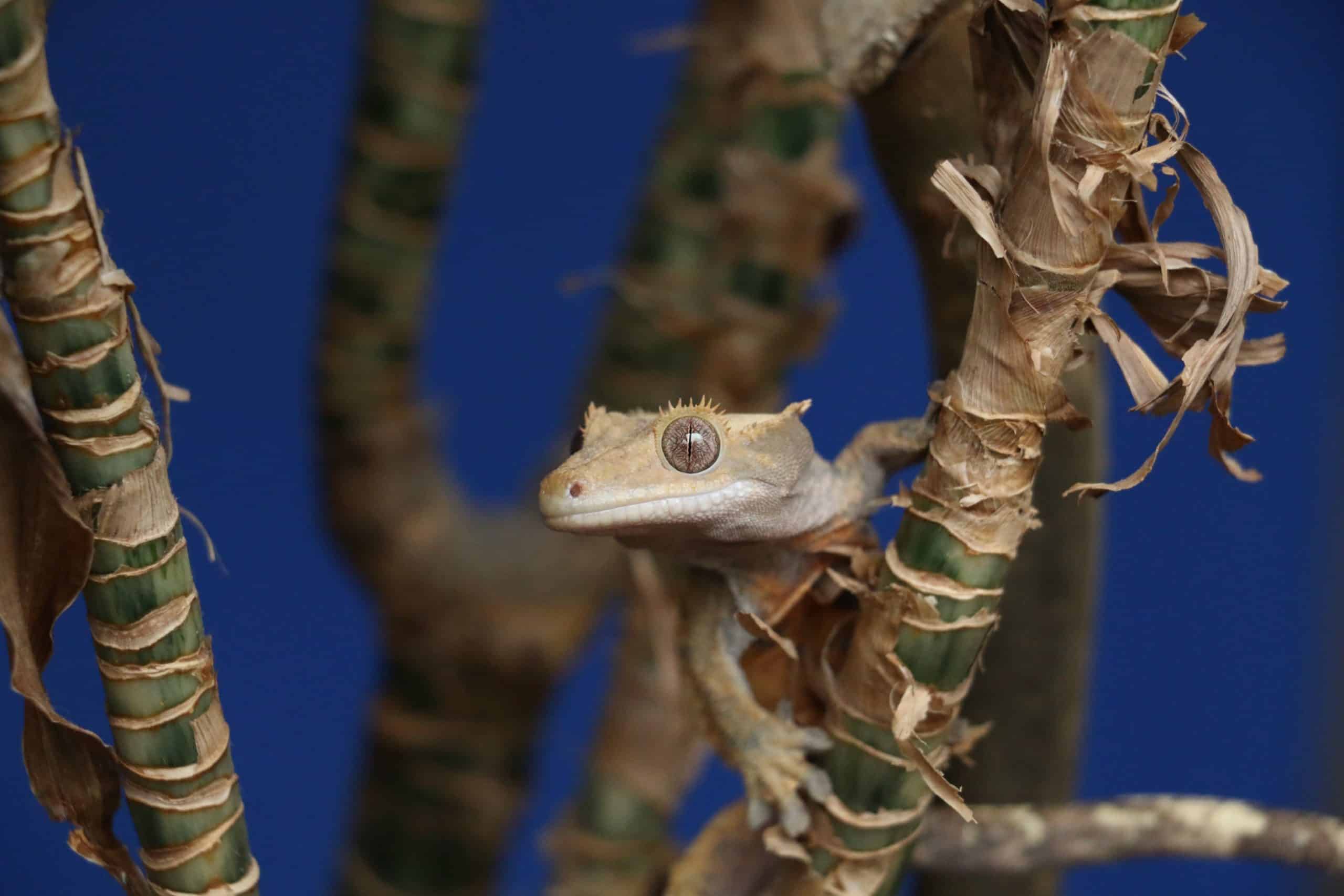 Are Crested Geckos Endangered