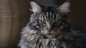 Are Maine Coon Cats Friendly
