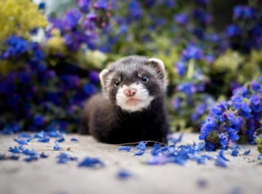 Are Pet Ferrets Legal? Tips & Tricks for Pets
