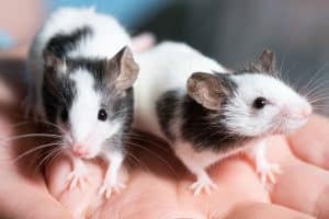 Are Pet Rat Bites Dangerous