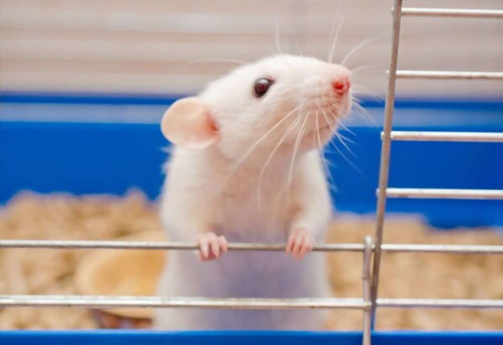 Are Pet Rat Droppings Dangerous