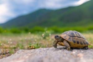 Can A Pet Tortoise Survive In The Wild