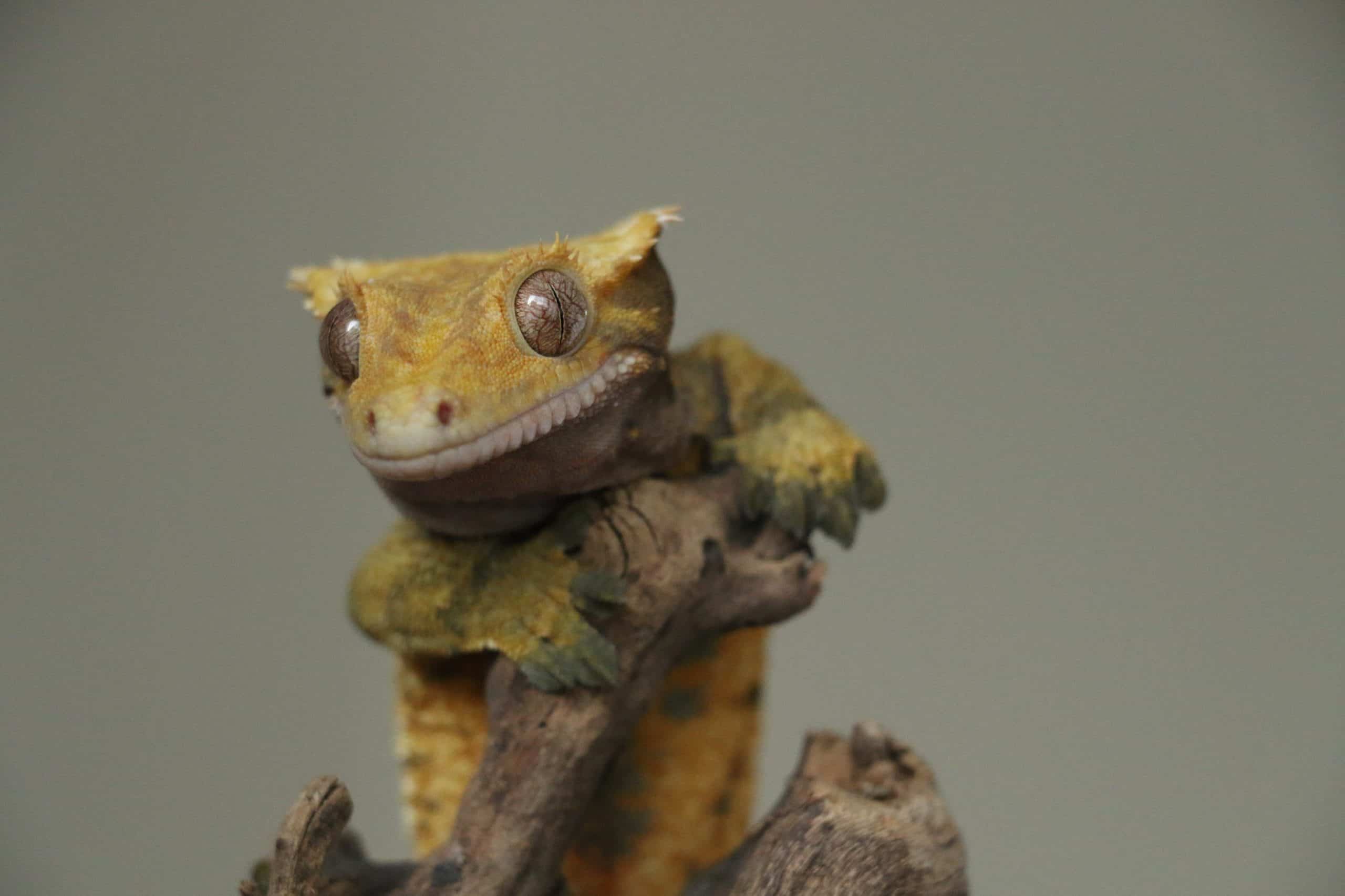 Can Crested Geckos Eat Kiwi