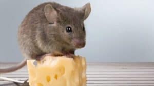 Can Pet Mice Eat Cheese