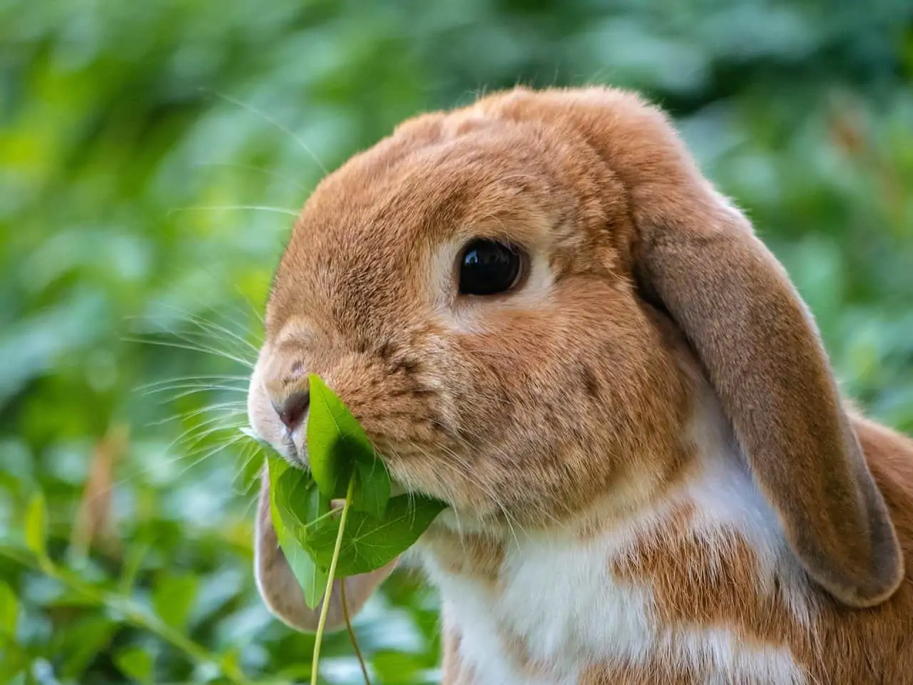 Can Pet Rabbits Eat Apples