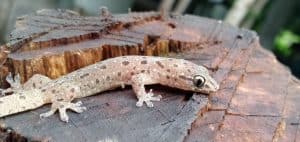 Can You Have A Pet Salamander