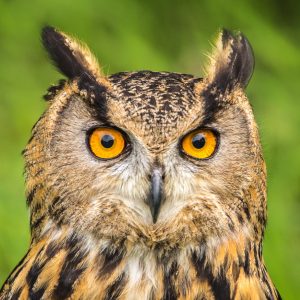 Can You Have a Pet Owl In The UK