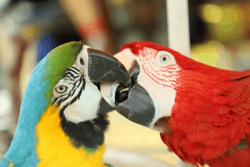 Can all parrots talk